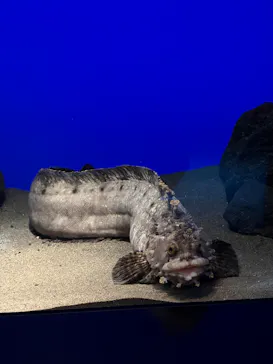 サンシャイン水族館に投稿された画像（2026/6/6）
