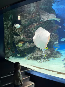 サンシャイン水族館に投稿された画像（2026/6/6）