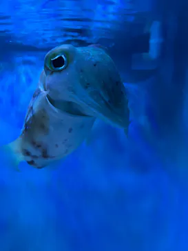 サンシャイン水族館に投稿された画像（2026/6/6）