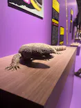特別展「超危険生物展　科学で挑む生き物の本気」に投稿された画像（2026/6/6）