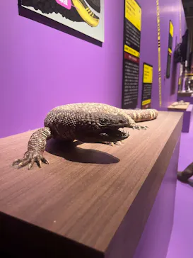 特別展「超危険生物展　科学で挑む生き物の本気」に投稿された画像（2026/6/6）
