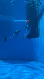 上越市立水族博物館 うみがたりに投稿された画像（2026/6/6）