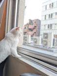 猫カフェモカ　池袋東口店に投稿された画像（2026/6/6）