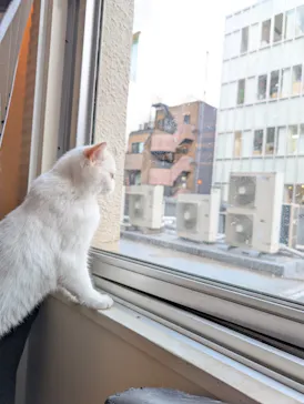 猫カフェモカ　池袋東口店に投稿された画像（2026/6/6）