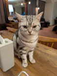 猫カフェモカ　池袋東口店に投稿された画像（2026/6/6）