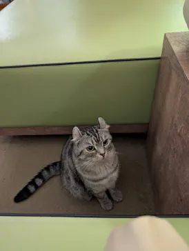 猫カフェモカ　池袋東口店に投稿された画像（2026/6/6）