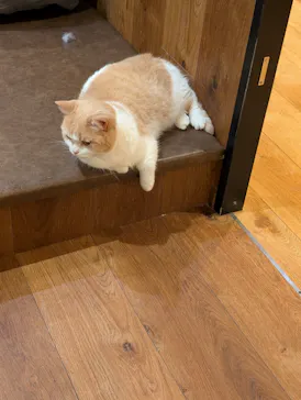 猫カフェモカ　池袋東口店に投稿された画像（2026/6/6）