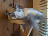 猫カフェモカ　池袋東口店に投稿された画像（2026/6/6）