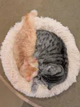 猫カフェモカ　池袋東口店に投稿された画像（2026/6/6）