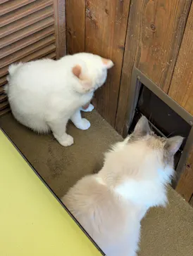 猫カフェモカ　池袋東口店に投稿された画像（2026/6/6）