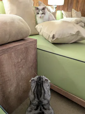 猫カフェモカ　池袋東口店に投稿された画像（2026/6/6）
