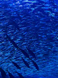 アクアワールド茨城県大洗水族館に投稿された画像（2026/6/6）