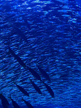 アクアワールド茨城県大洗水族館に投稿された画像（2026/6/6）