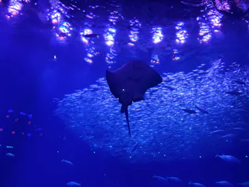 アクアワールド茨城県大洗水族館に投稿された画像（2026/6/6）