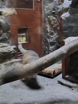 恩賜上野動物園に投稿された画像（2026/6/6）