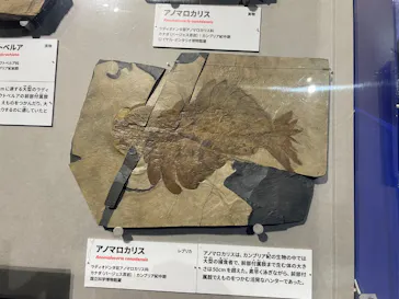 大絶滅展ー生命史のビッグファイブ（名古屋会場）に投稿された画像（2026/6/6）