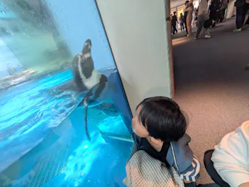 新江ノ島水族館に投稿された画像（2026/6/6）