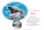 新江ノ島水族館に投稿された画像（2026/6/6）