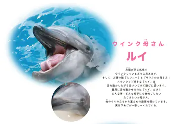 新江ノ島水族館に投稿された画像（2026/6/6）
