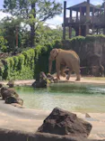 多摩動物公園に投稿された画像（2026/6/6）