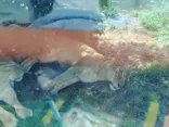 多摩動物公園 ライオンバス乗車券に投稿された画像（2026/6/6）