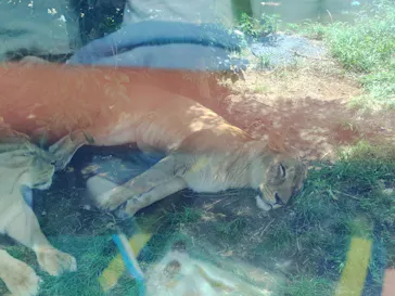 多摩動物公園 ライオンバス乗車券に投稿された画像（2026/6/6）