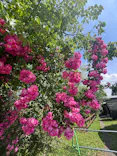EnglishGardenローザンベリー多和田に投稿された画像（2026/6/7）