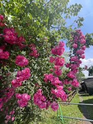 EnglishGardenローザンベリー多和田に投稿された画像（2026/6/6）