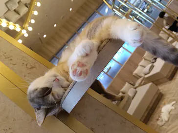 猫カフェモカ　イオンモール羽生店に投稿された画像（2026/6/6）