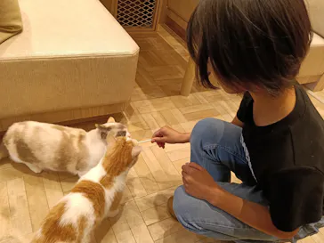 猫カフェモカ　イオンモール羽生店に投稿された画像（2026/6/6）