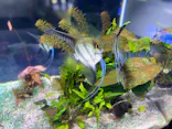 サケのふるさと 千歳水族館に投稿された画像（2026/6/7）