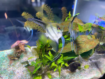 サケのふるさと 千歳水族館に投稿された画像（2026/6/6）