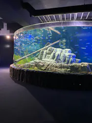 サケのふるさと 千歳水族館に投稿された画像（2026/6/6）