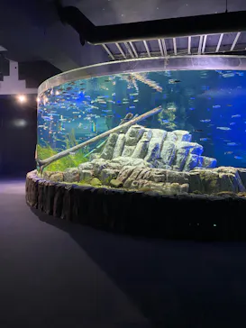 サケのふるさと 千歳水族館に投稿された画像（2026/6/6）