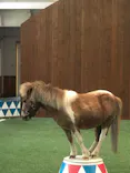 ノーザンホースパークに投稿された画像（2026/6/7）
