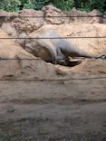 恩賜上野動物園に投稿された画像（2026/6/7）