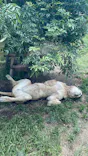 多摩動物公園に投稿された画像（2026/6/7）