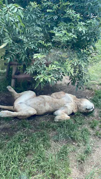 多摩動物公園に投稿された画像（2026/6/7）