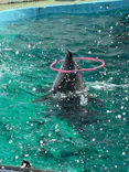 しながわ水族館に投稿された画像（2026/6/7）