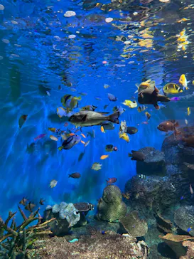 しながわ水族館に投稿された画像（2026/6/7）