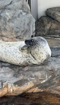 しながわ水族館に投稿された画像（2026/6/7）