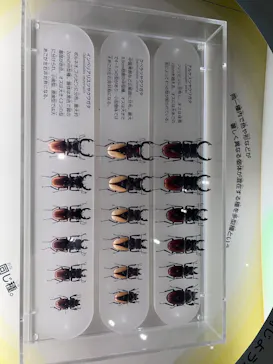 国立科学博物館に投稿された画像（2026/6/7）