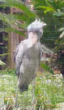 恩賜上野動物園に投稿された画像（2026/6/7）