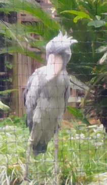 恩賜上野動物園に投稿された画像（2026/6/7）