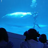 島根県立 しまね海洋館に投稿された画像（2026/6/7）