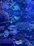 大分マリーンパレス水族館 「うみたまご」に投稿された画像（2026/6/7）