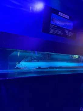 大分マリーンパレス水族館 「うみたまご」に投稿された画像（2026/6/7）