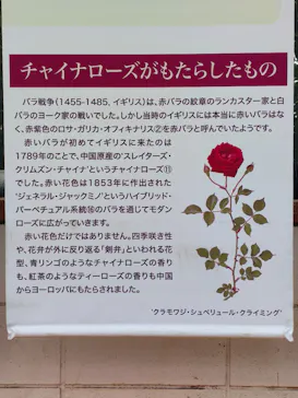 京成バラ園に投稿された画像（2026/6/7）