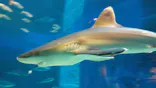 沖縄美ら海水族館に投稿された画像（2026/6/7）