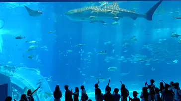 沖縄美ら海水族館に投稿された画像（2026/6/7）